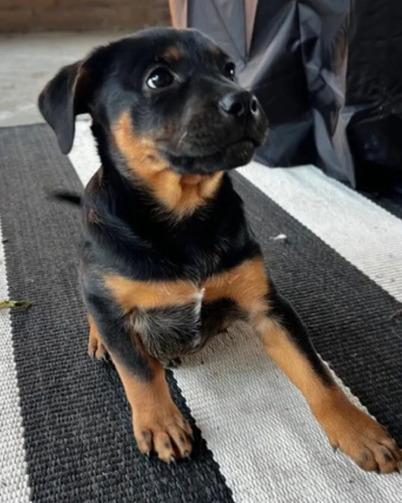 Maverick thumbnail 2