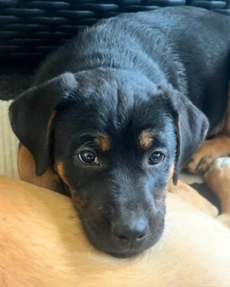 Maverick thumbnail 3