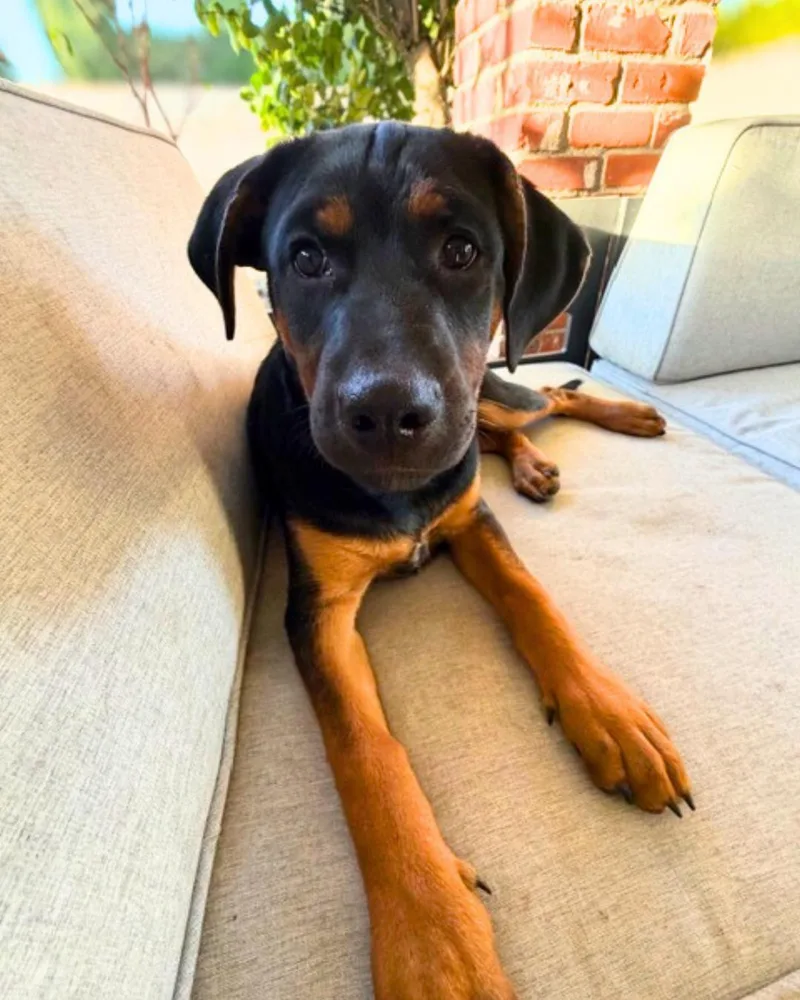 Maverick thumbnail 4