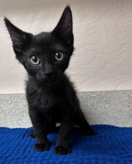 A young small-sized female Domestic Short Hair cat named Dior for adoption in Phoenix, AZ