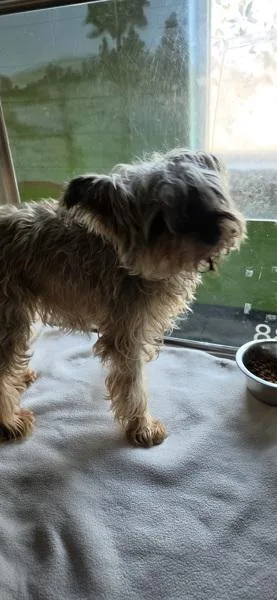 An adult small-sized male Terrier dog named Pen for adoption in Lawrenceville, GA