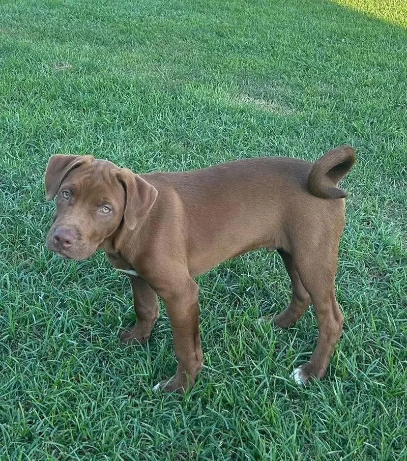 A baby medium-sized male Pit Bull Terrier dog named Cove for adoption in New Bern, NC