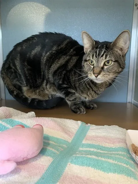 An adult small-sized male Domestic Short Hair cat named Forrest for adoption in Westminster, MD