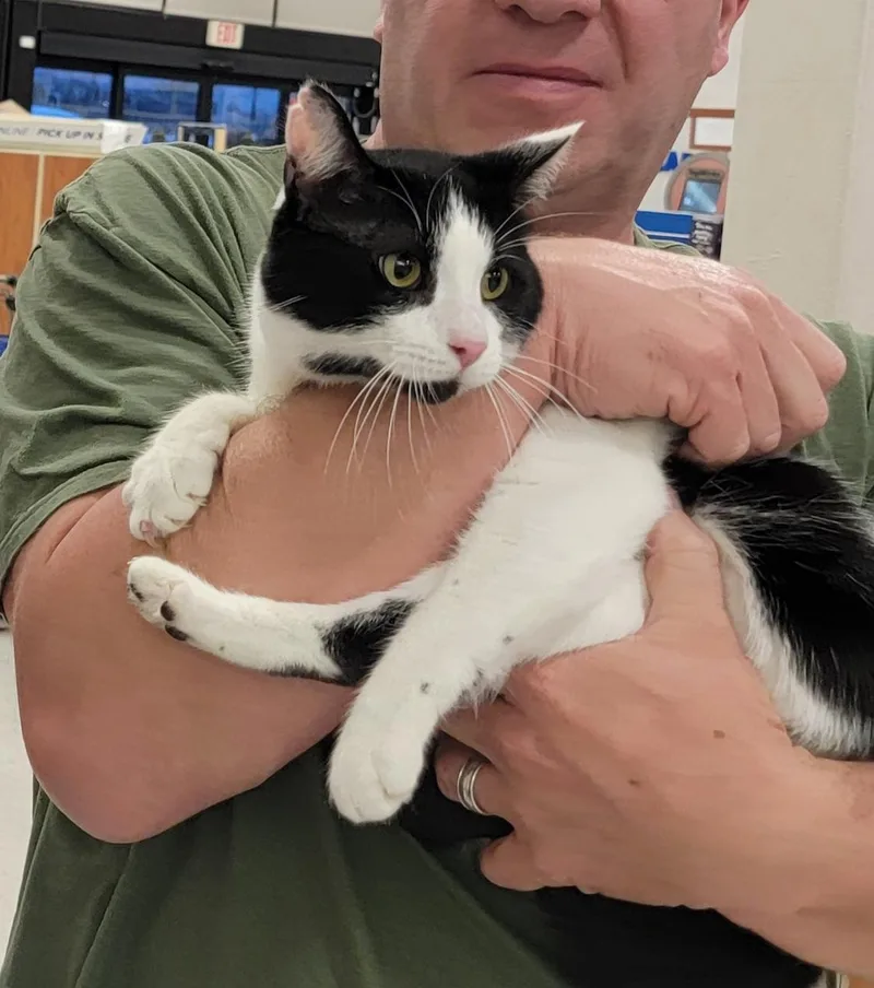 An adult medium-sized male Black & White / Tuxedo Domestic Short Hair cat named Curly for adoption in Houston, TX