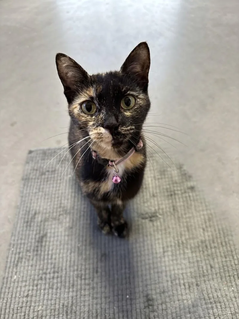 An adult medium-sized female Tortoiseshell American Shorthair cat named Mulva for adoption in Maitland, FL