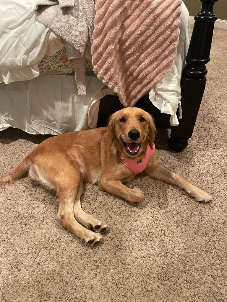An adult large-sized female Golden Golden Retriever dog named Rayne for adoption in Tyler, TX