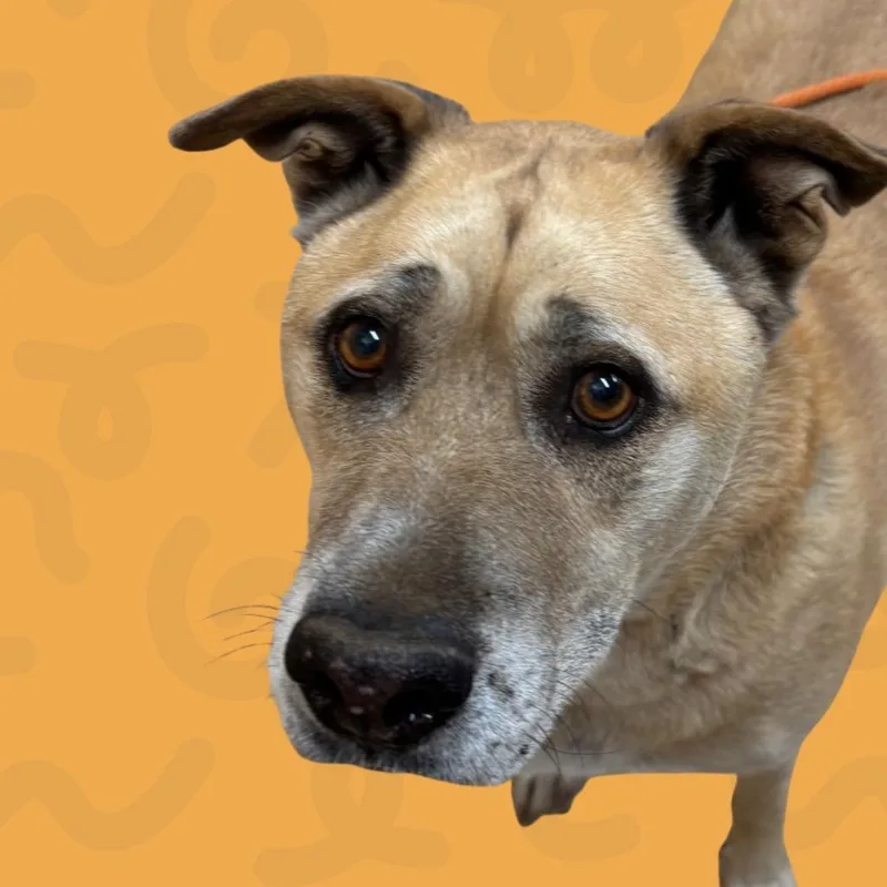 A senior large-sized male Yellow / Tan / Blond / Fawn Shepherd dog named Duke for adoption in Reno, NV