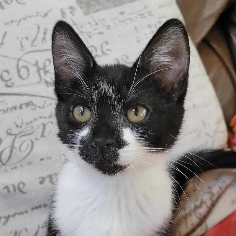 A baby medium-sized female Domestic Short Hair cat named Franchesca for adoption in Sonora, CA