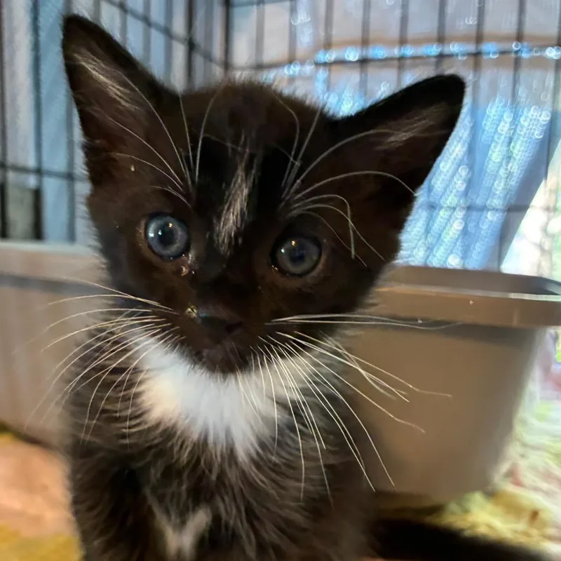 A baby small-sized male Black Domestic Short Hair cat named Strike for adoption in Blairsville, GA