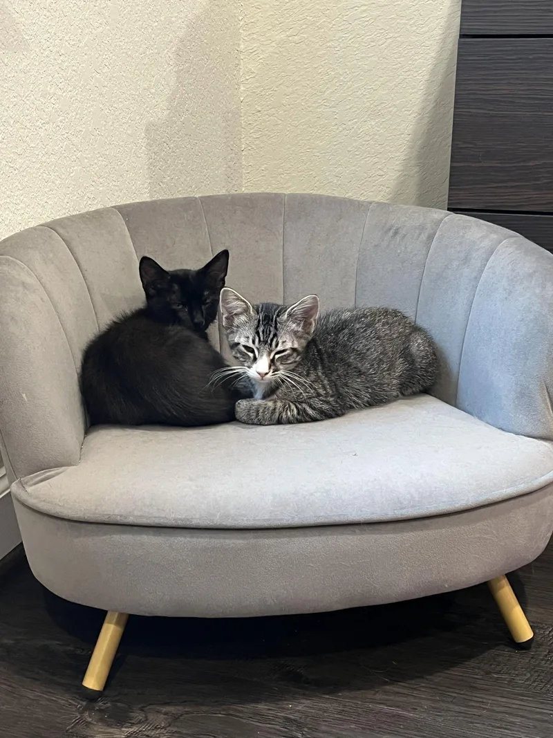 A baby medium-sized male Tabby cat named Sammy for adoption in MONTGOMERY, TX