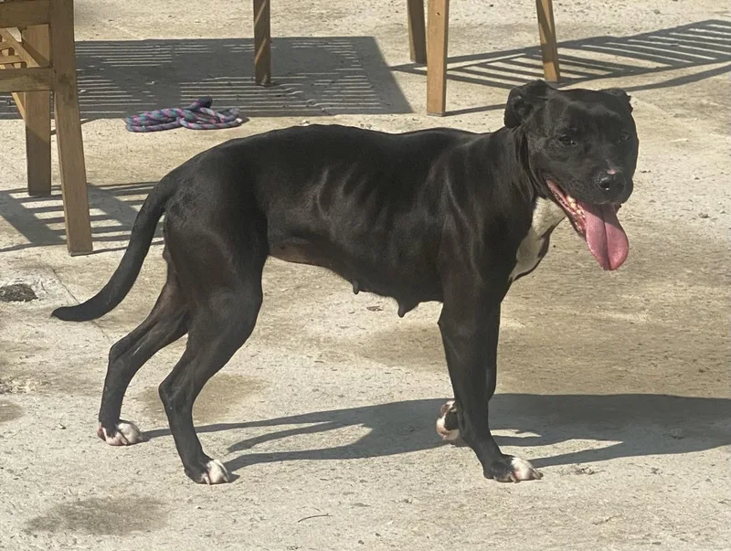 An adult medium-sized female Black Pit Bull Terrier dog named Lilly for adoption in Guntersville, AL