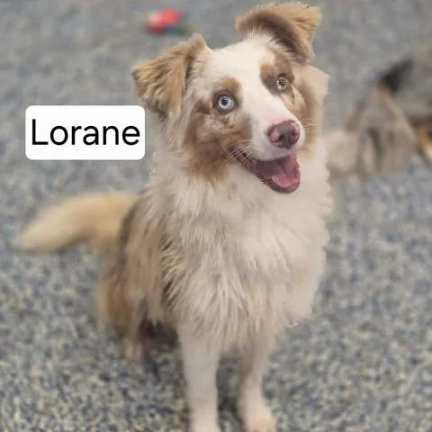 A young small-sized female Red / Chestnut / Orange Australian Shepherd dog named Lorane for adoption in Dover, AR