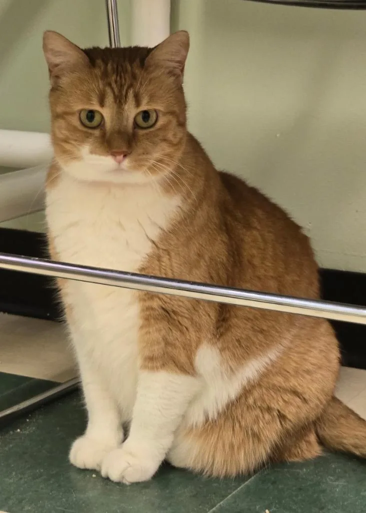 Penderwick thumbnail 2