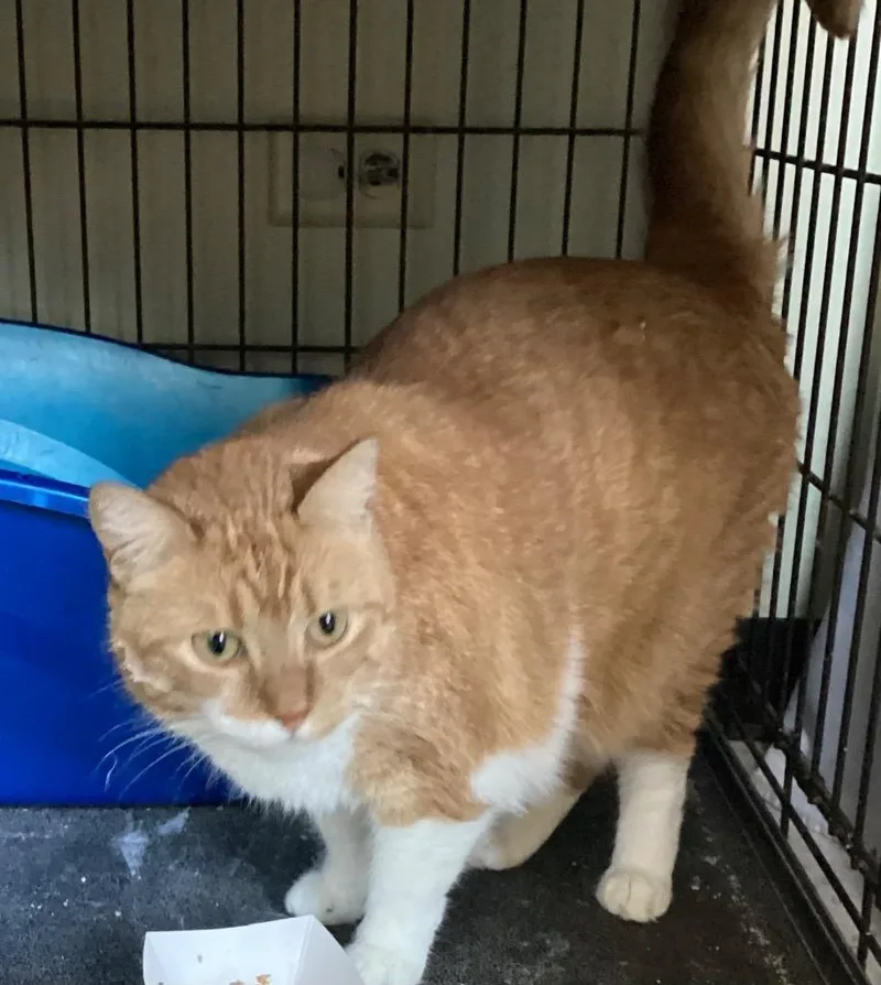 Penderwick thumbnail 3