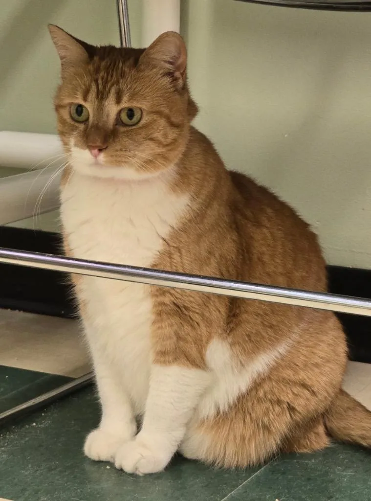 Penderwick thumbnail 5