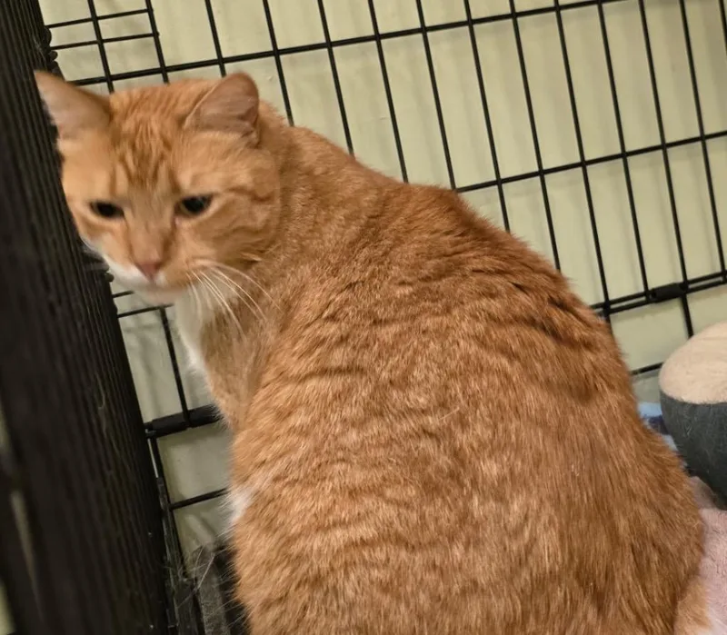 Penderwick thumbnail 6