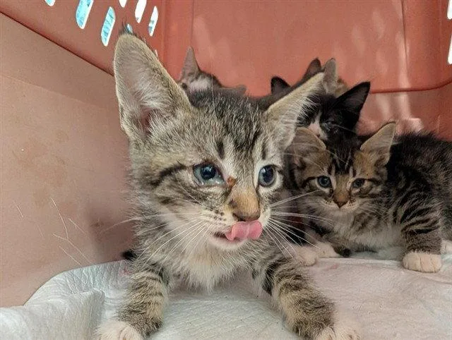 A baby small-sized male Brown / Chocolate Domestic Short Hair cat named Muffin for adoption in Tavares, FL
