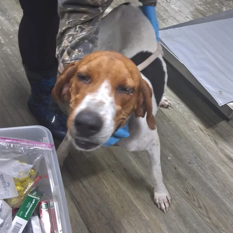 An adult medium-sized female White / Cream Hound dog named Hoona for adoption in Summerville, SC
