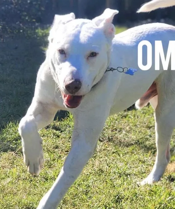 A baby medium-sized male White / Cream Labrador Retriever dog named Omar for adoption in Harrington, DE