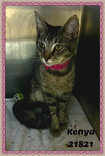 A baby medium-sized female Tabby (Brown / Chocolate) Domestic Short Hair cat named Kenya for adoption in Marietta, GA