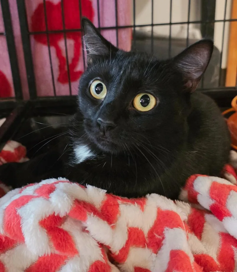 A young medium-sized female Domestic Short Hair cat named Pandora for adoption in Sprakers, NY