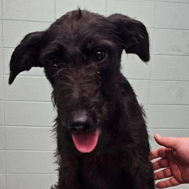 A baby medium-sized female Black Mixed Breed dog named Lab for adoption in Buffalo, MN
