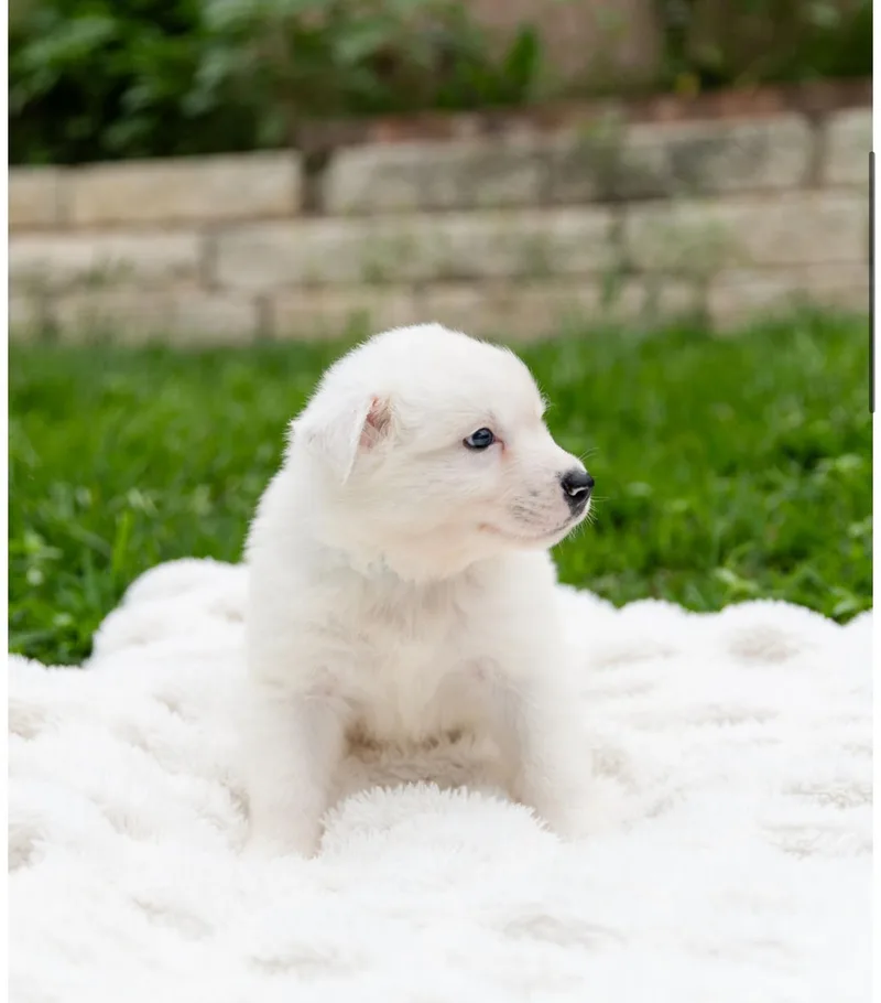 A baby medium-sized male White / Cream Corgi dog named Maran for adoption in Pflugerville, TX