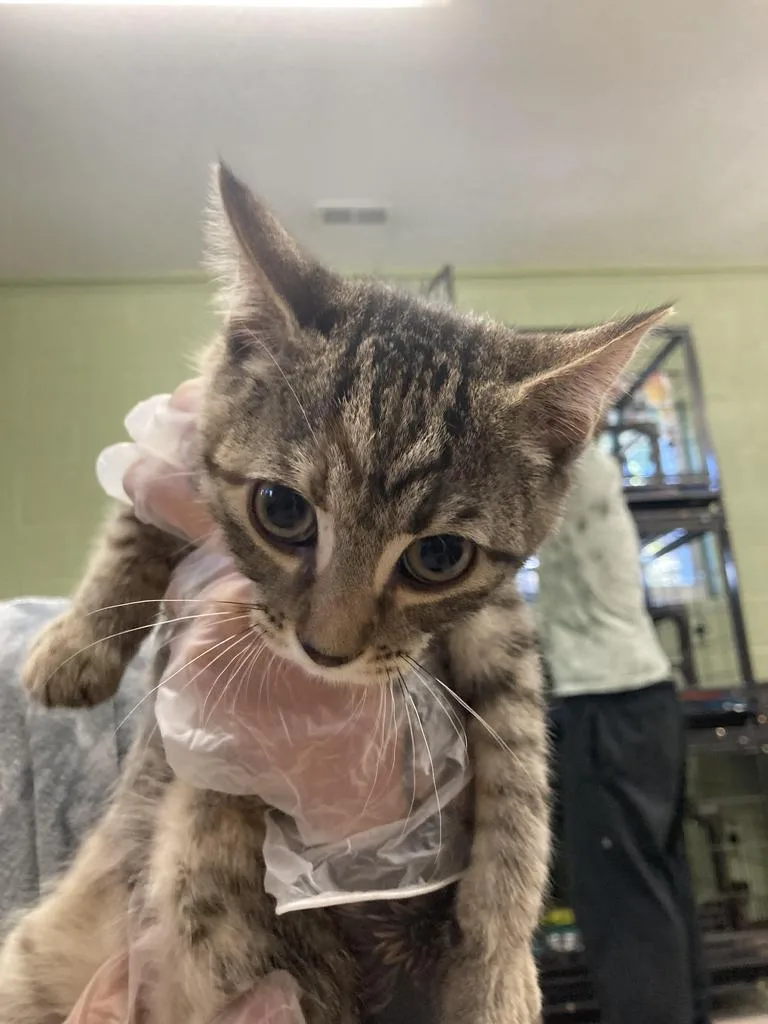 A baby medium-sized female Domestic Short Hair cat named Legbar for adoption in Burnsville, NC
