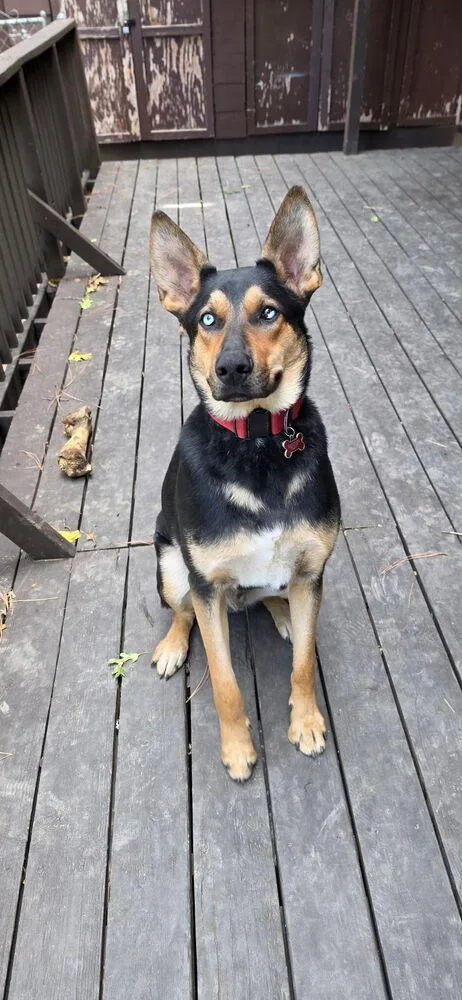 A baby large-sized male Shepherd dog named Bowie for adoption in Redlands, CA