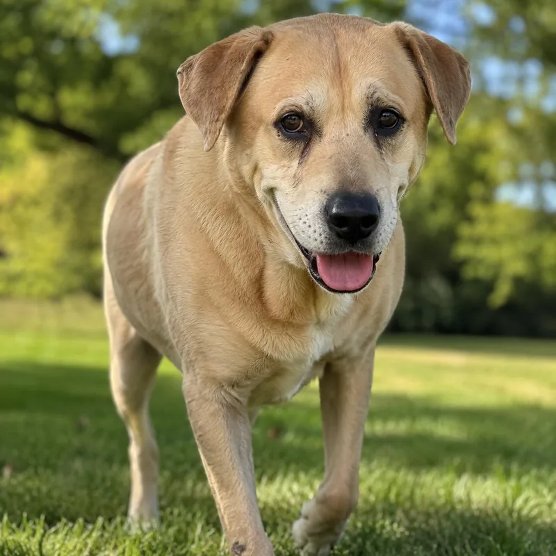 An adult medium-sized male Golden Hound dog named Jasper  A Gentle for adoption in Pennington, NJ