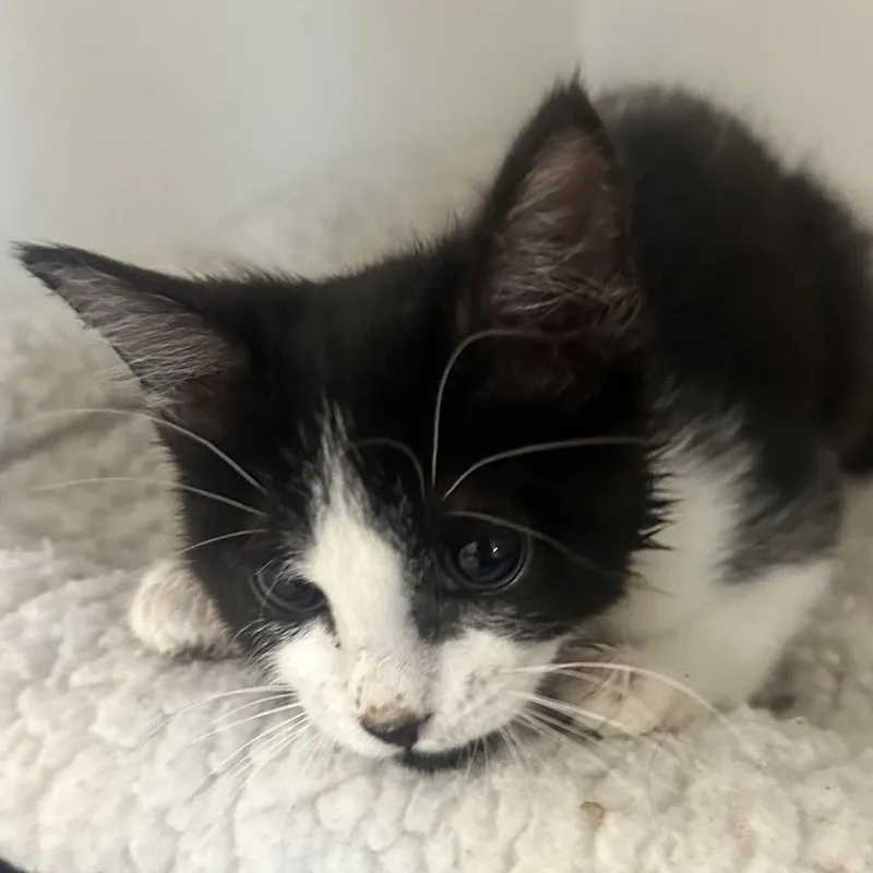 A baby small-sized male Black Domestic Short Hair cat named Peapod for adoption in Phoenix, AZ