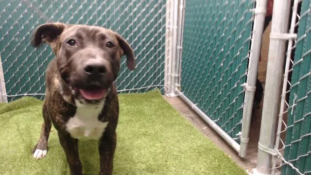 A young medium-sized male Pit Bull Terrier dog named Armand for adoption in Downey, CA
