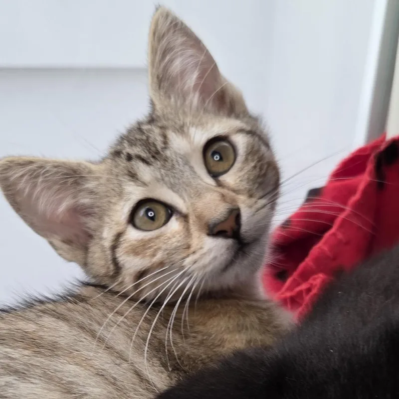 A baby small-sized female Domestic Short Hair cat named Usahana for adoption in Los Angeles, CA