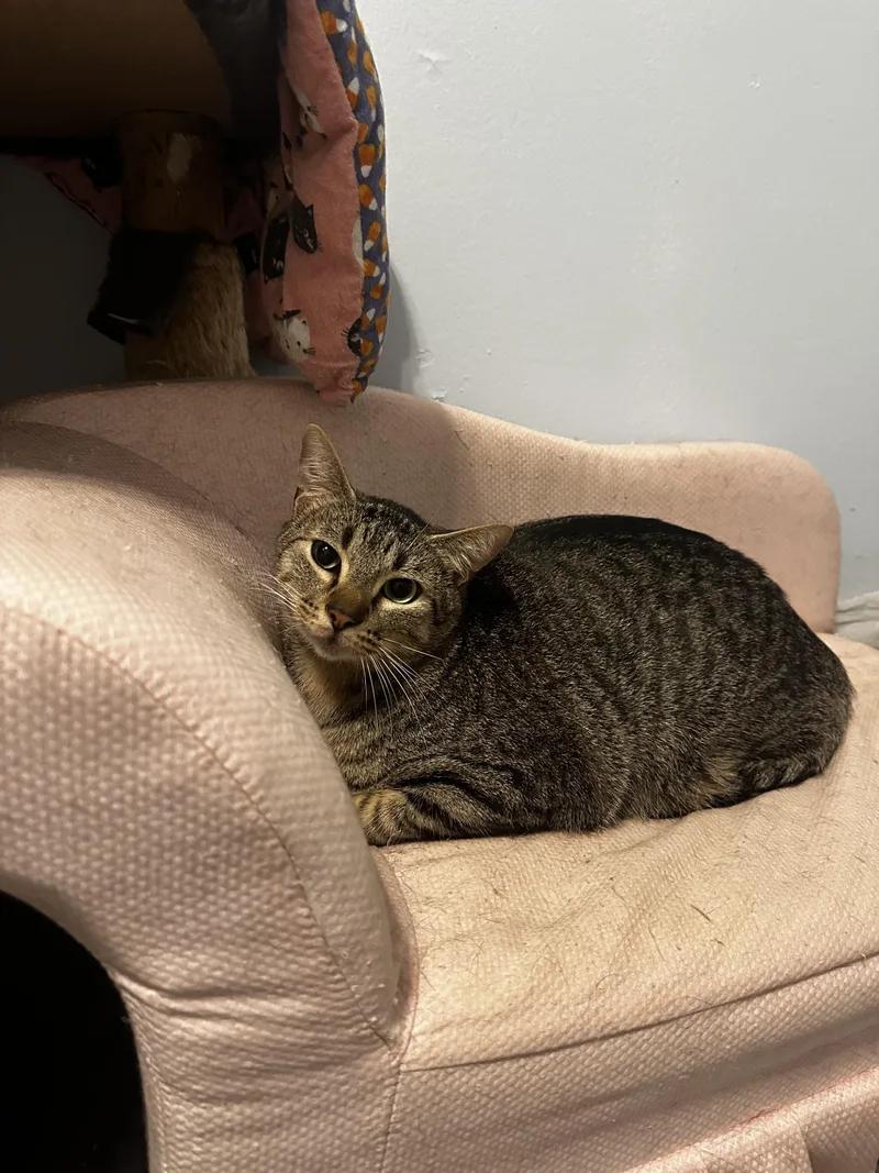 An adult medium-sized male Domestic Short Hair cat named Azul  Kuykendahl Petsmart for adoption in Spring, TX