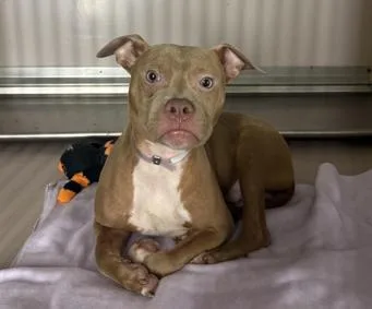 A young small-sized male White / Cream Mixed Breed dog named Pinto for adoption in New York, NY
