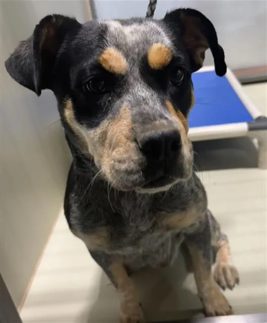 A young medium-sized female Australian Cattle Dog / Blue Heeler dog named Siercy for adoption in Bakersfield, CA