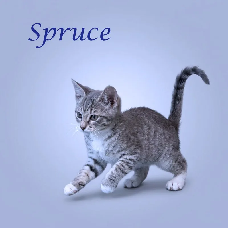 A baby small-sized male Gray / Blue / Silver Domestic Short Hair cat named Spruce C for adoption in Lebanon, TN