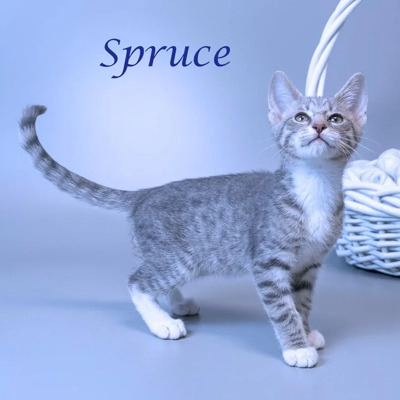 Spruce C thumbnail 2