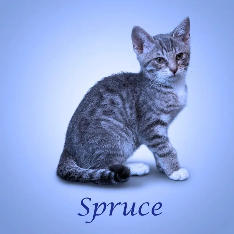 Spruce C thumbnail 3