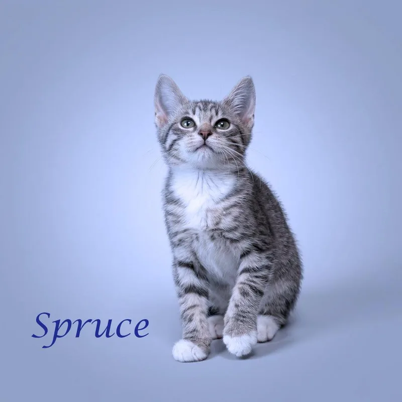 Spruce C thumbnail 4