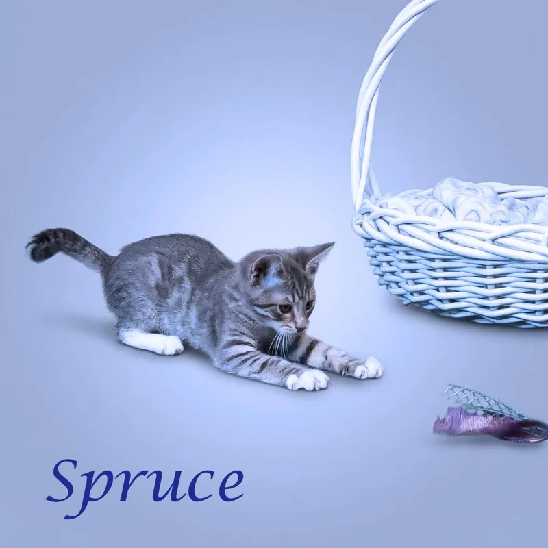 Spruce C thumbnail 5