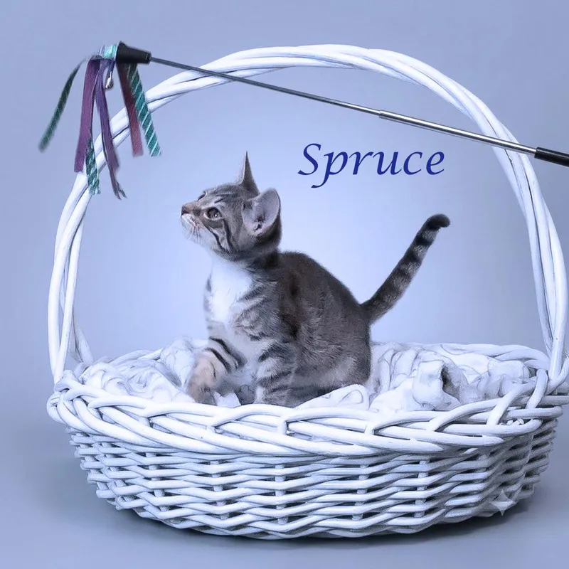 Spruce C thumbnail 6