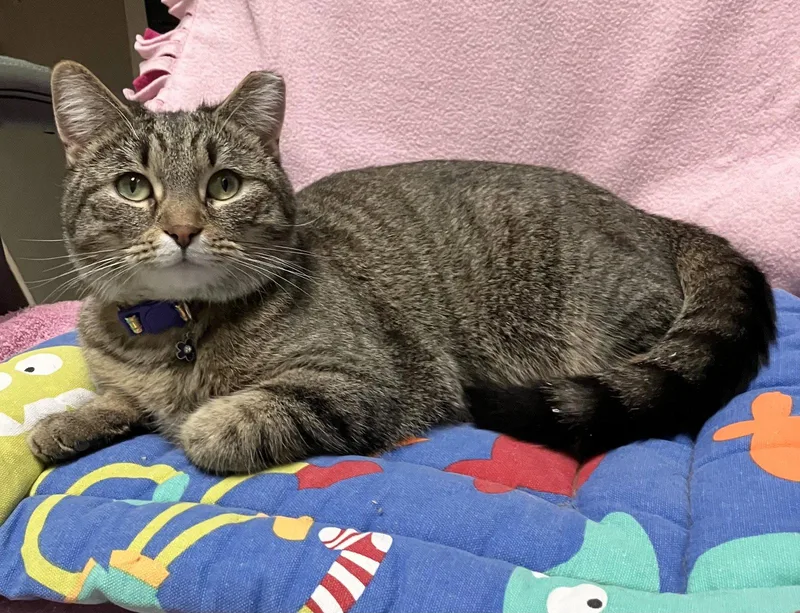 An adult medium-sized female Domestic Short Hair cat named Strawberry Shortcake Kbc for adoption in Dublin, OH