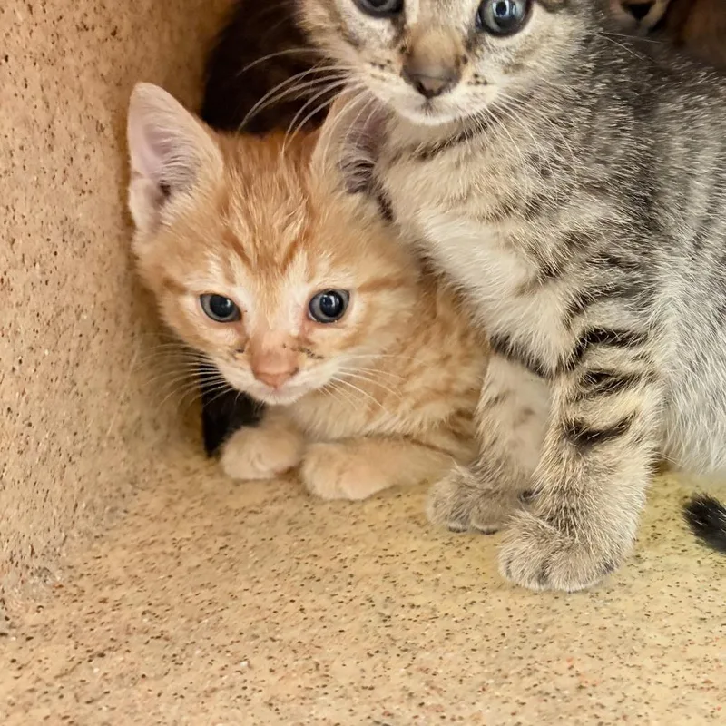 A baby small-sized female Black Domestic Short Hair cat named Logan for adoption in Philadelphia, PA