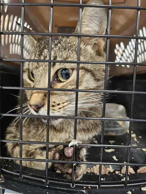 A senior large-sized male Domestic Short Hair cat named A for adoption in Palmetto, FL
