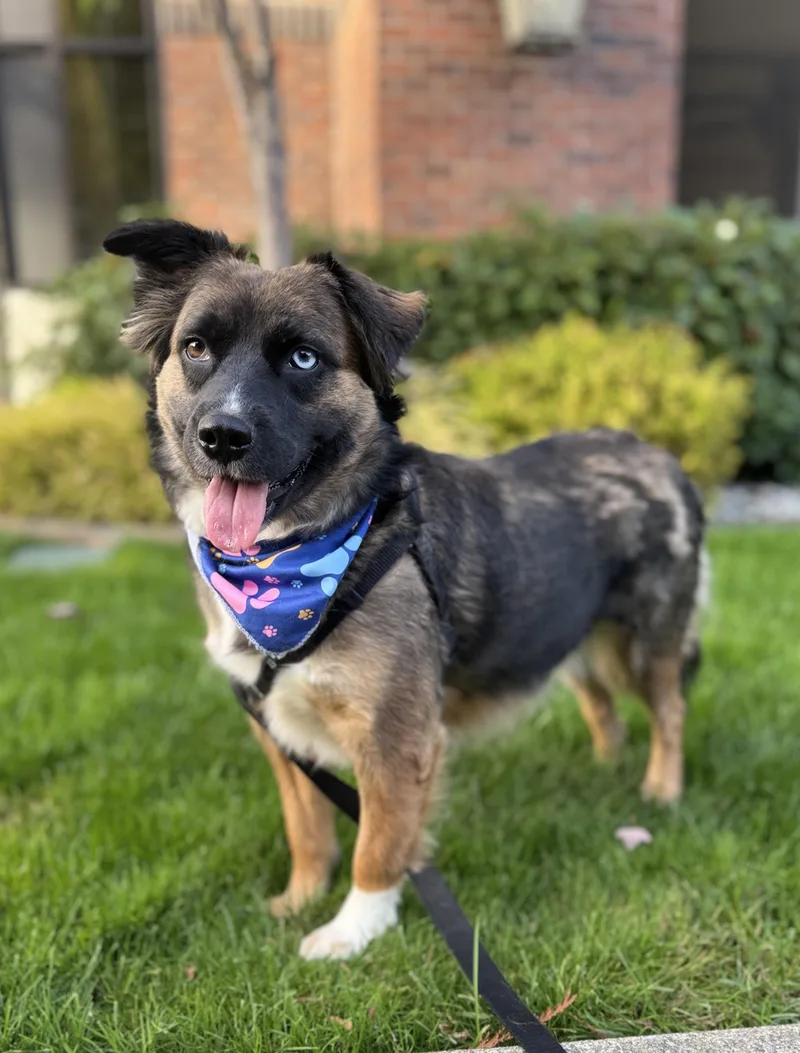 An adult small-sized female Gray / Blue / Silver Australian Shepherd dog named Koala for adoption in lynnwood , WA