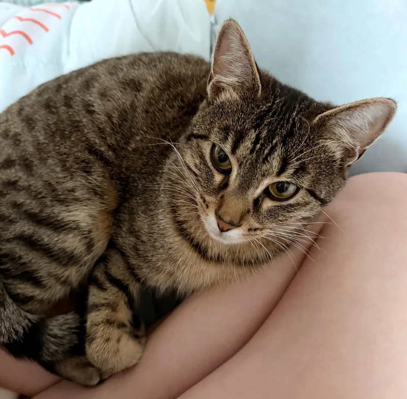An adult medium-sized female Tabby cat named Rory Offered for adoption in Hillsboro, OR
