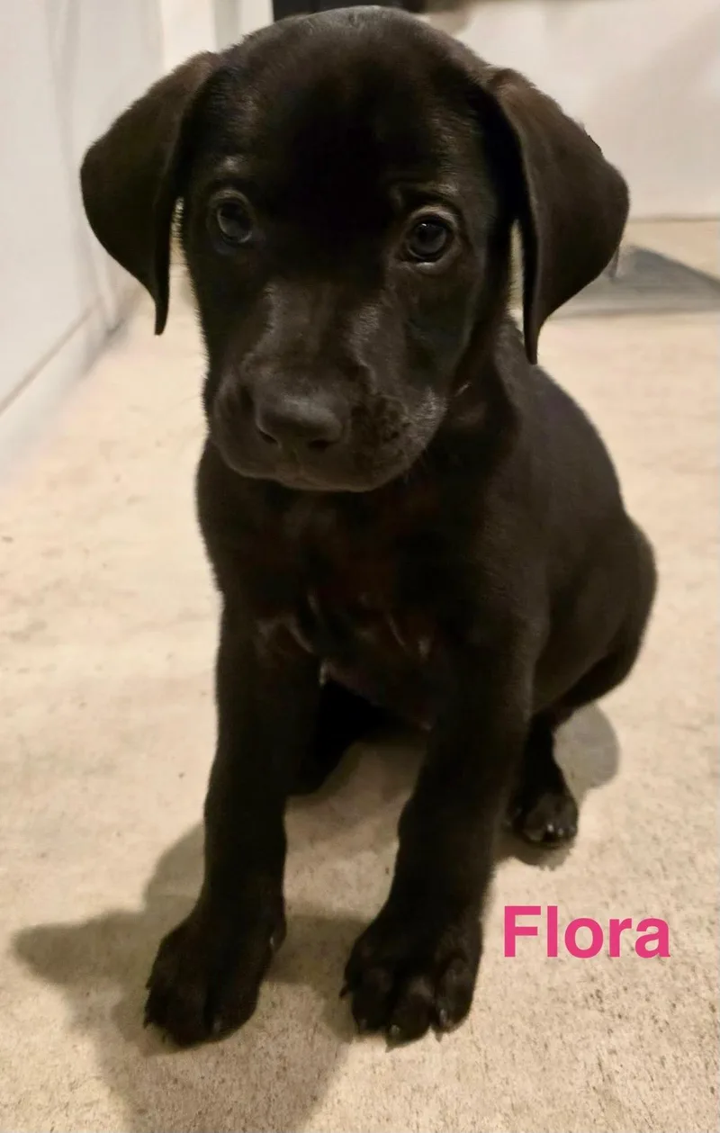 A baby medium-sized female Black Retriever dog named Flora for adoption in Pawleys Island, SC