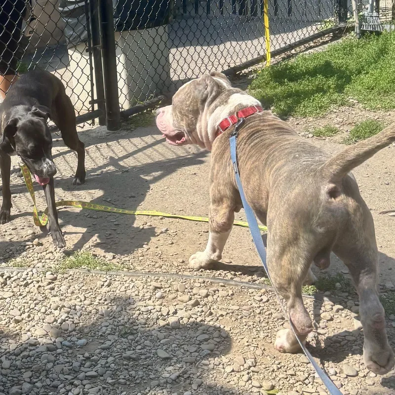 An adult large-sized male American Bully dog named Ghost for adoption in Buffalo, NY