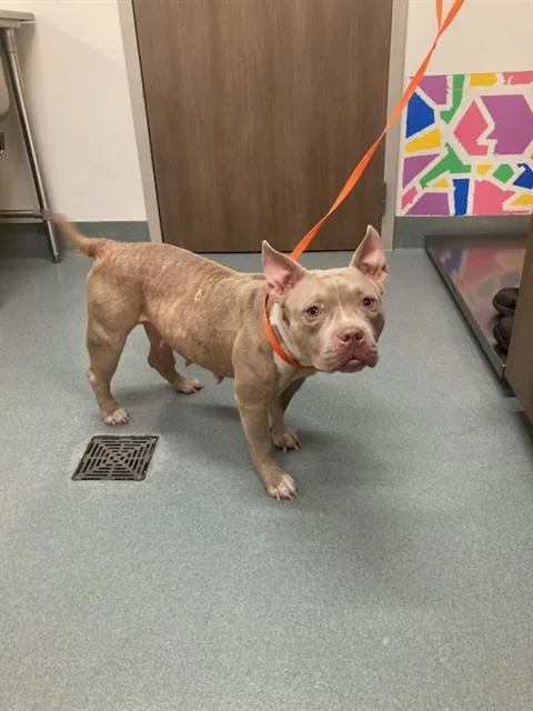 A young medium-sized female Pit Bull Terrier dog named Layla for adoption in Baytown, TX